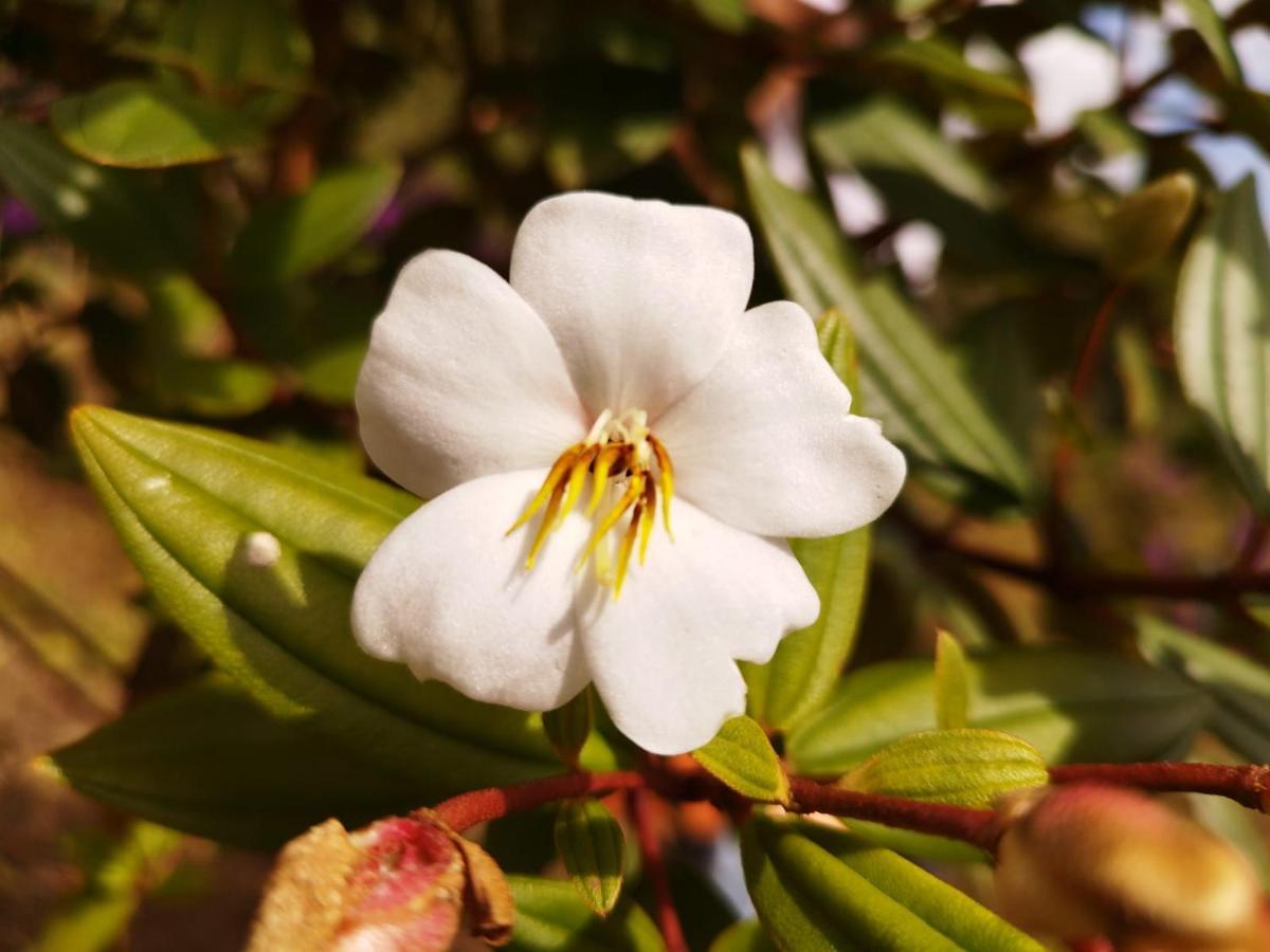 San Jose De Bromelias