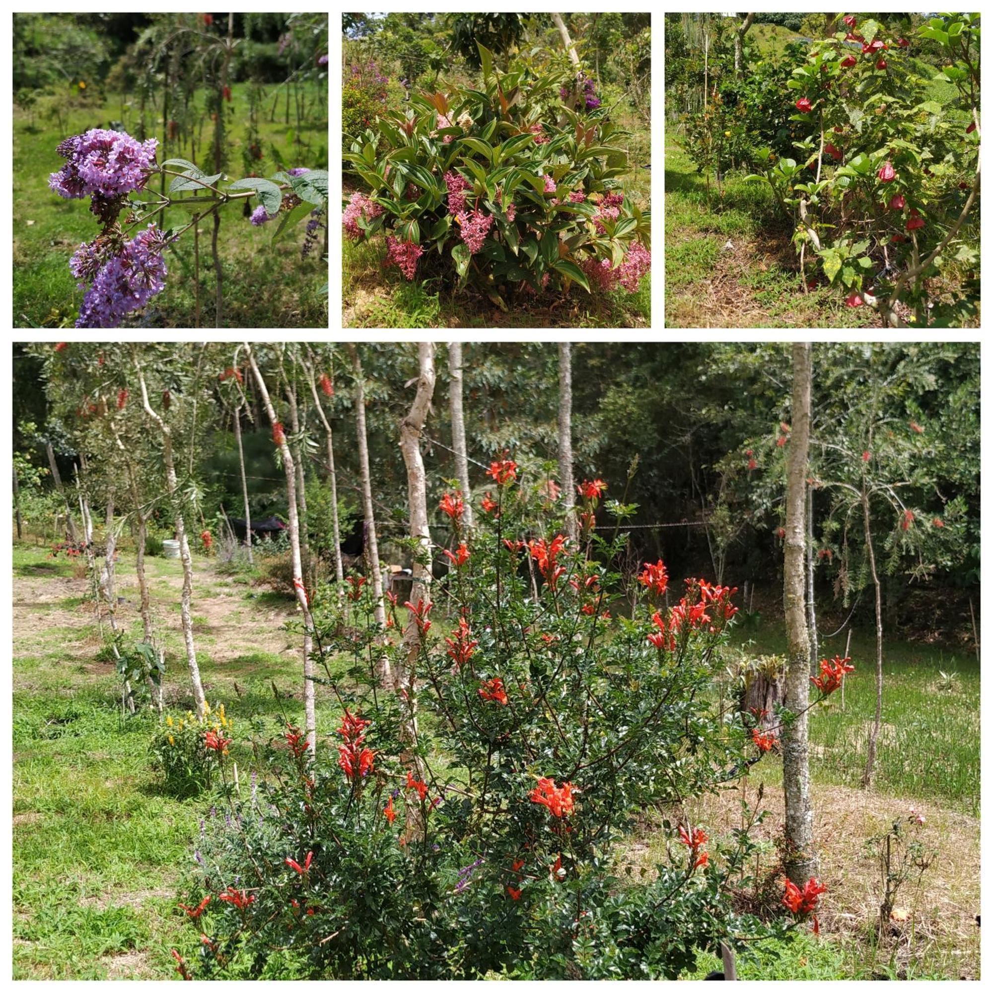 San Jose De Bromelias *