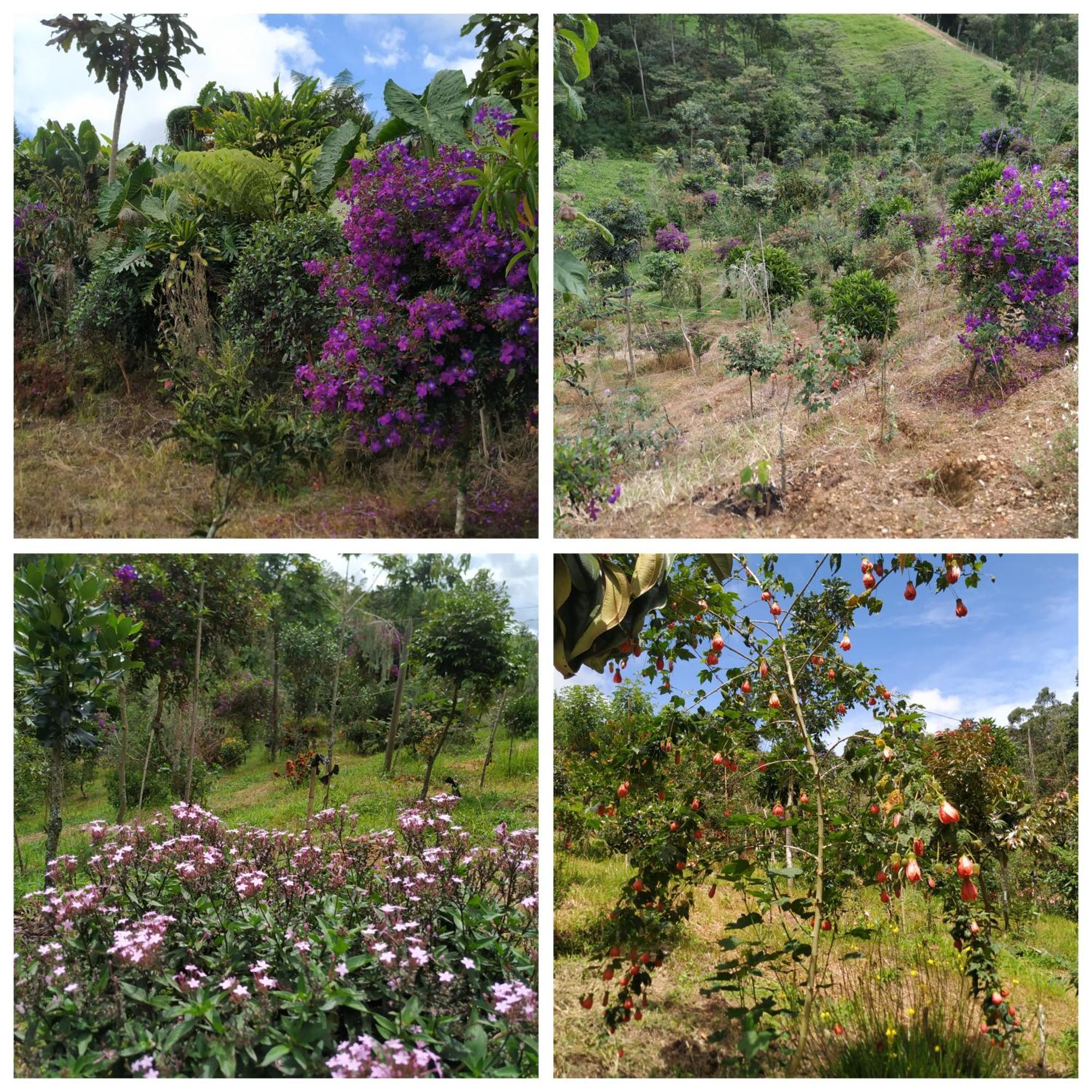 San Jose De Bromelias * Marinilla