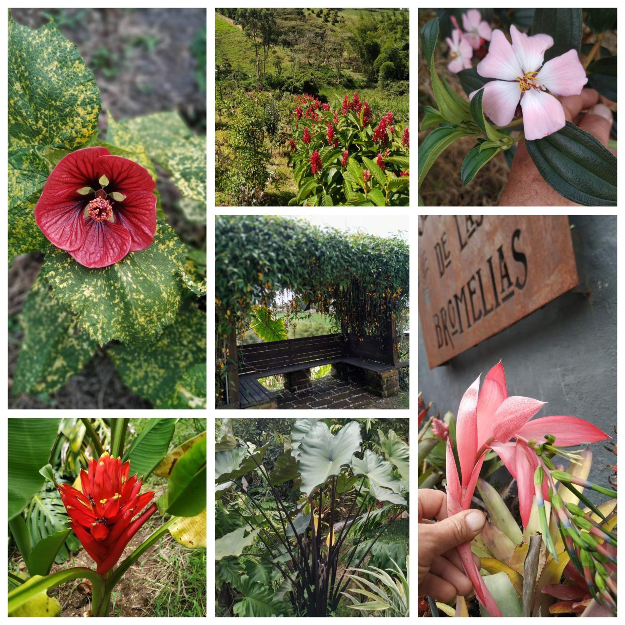 San Jose De Bromelias